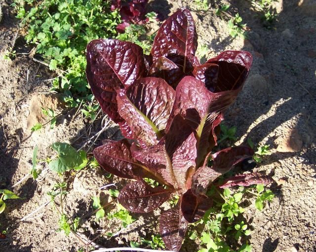 Red Rosie photo RedRosie_zps3bea1886.jpg